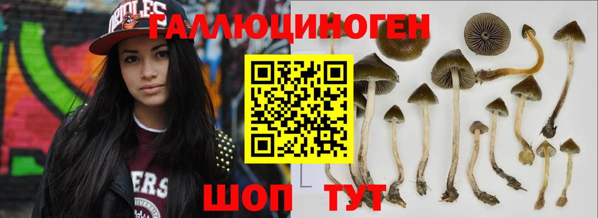 Псилоцибиновые грибы Psilocybe  Вход с VPN  Борисоглебск 